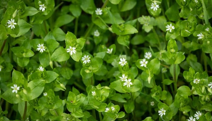 A patch of chickweed with small white flowers.