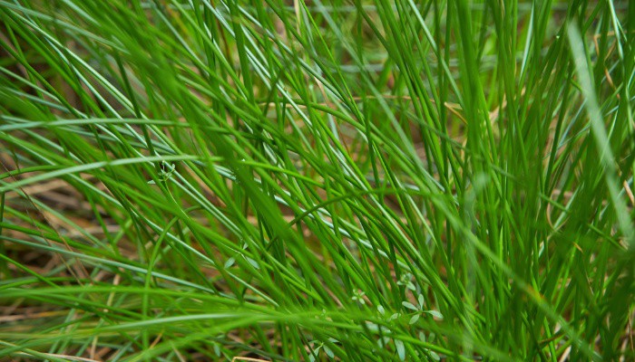 Close look at the foliage of the common rush plant.