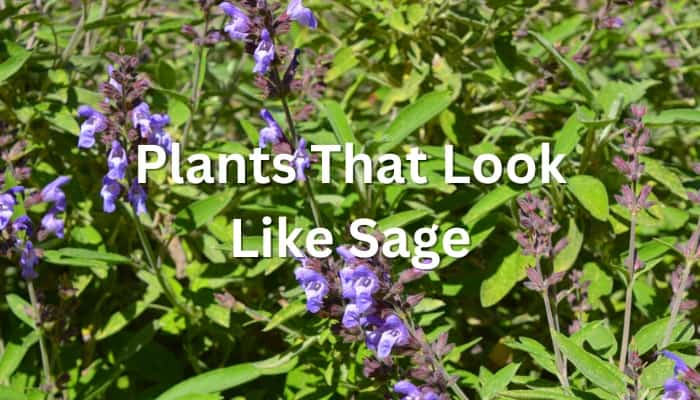 A common sage plant with blooms and the text Plants That Look like sage.