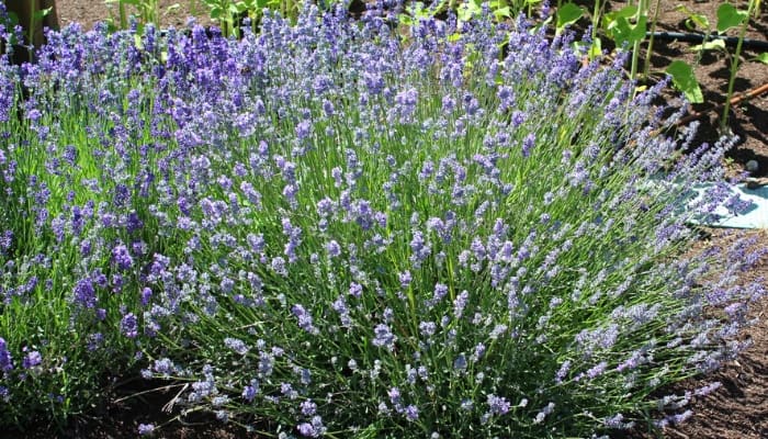 A mounding English lavender plant in full bloom.