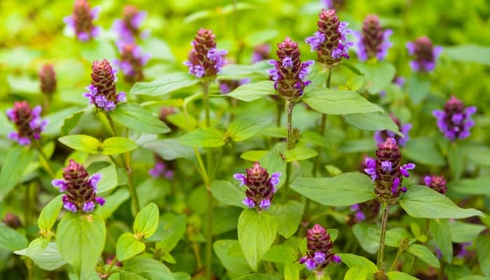 The purple flowers of self-heal plants.