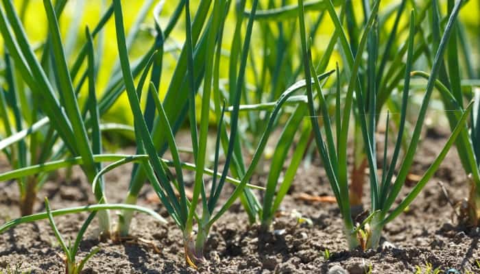 Rows of green onions growing in a home garden.