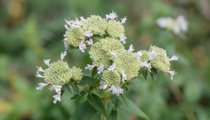 The flower heads of a hairy mountain mint plant.