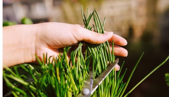 A woman using scissors to harvest fresh chives.