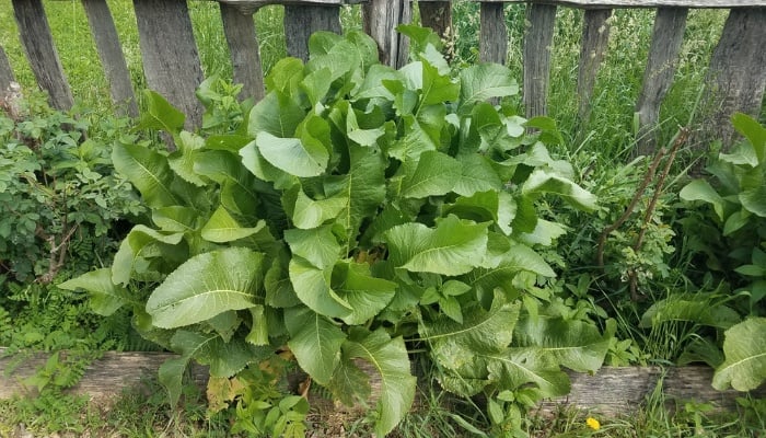 A horseradish plant in front of a rustic fence.