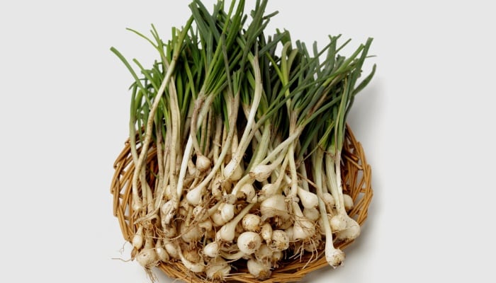 A bunch of Japanese garlic on a gray background.