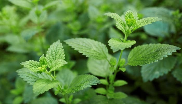 The tops of several lemon balm plants.