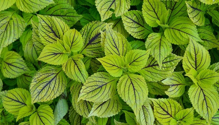 Lime green coleus plants with black veining.