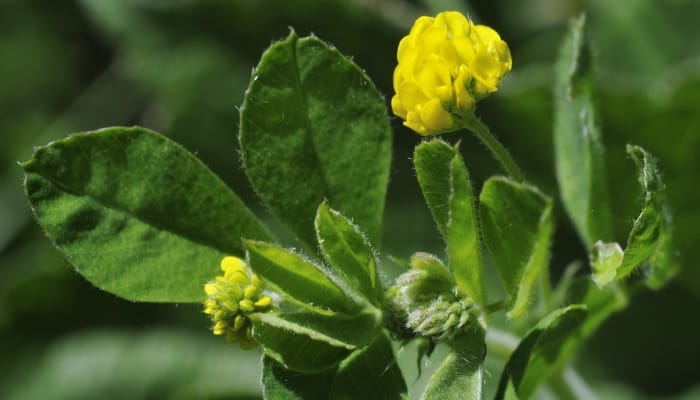 A medick plant with yellow flowers.