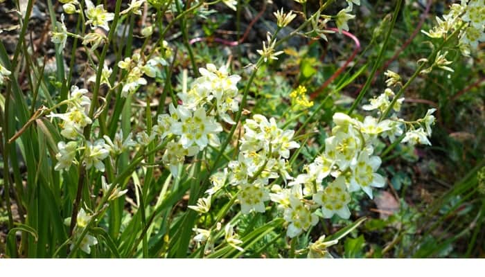 Mountain death camas blooming.