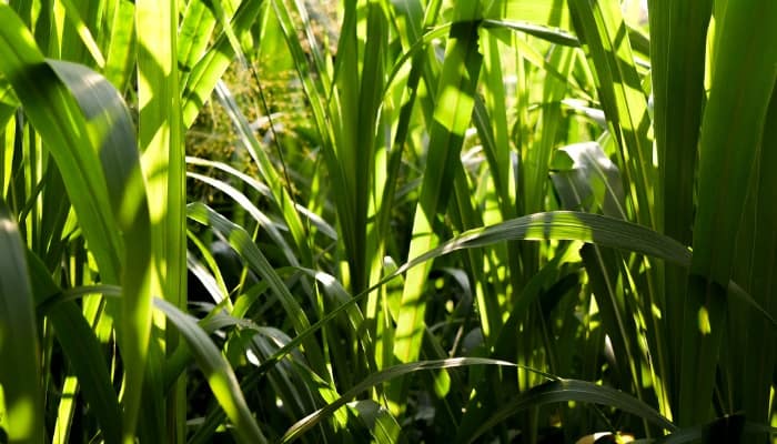 A close look at napier grass in sunshine and shadows.