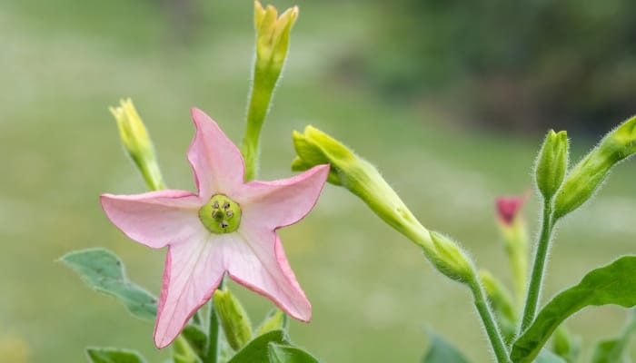 Pink flowers of the Nicotiana plant in summer.