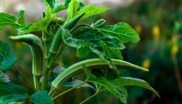 An okra plant with several okra fruits growing on it.