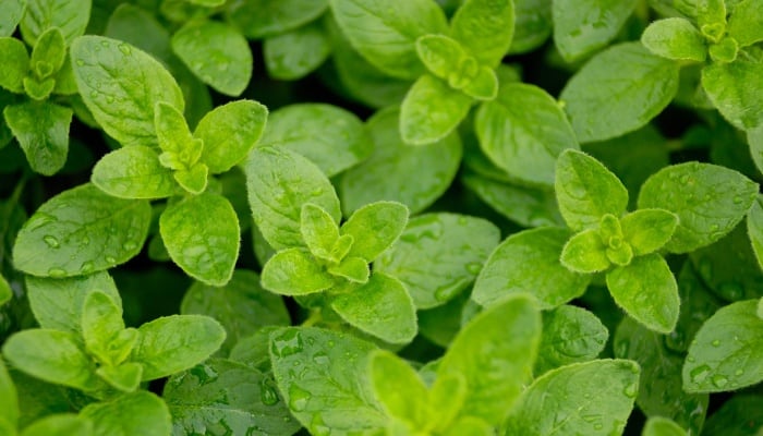 Fresh oregano plants viewed from above.