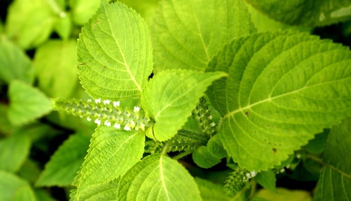 A perilla plant with a white flower spike.