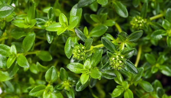 Healthy summer savory plants viewed from above.