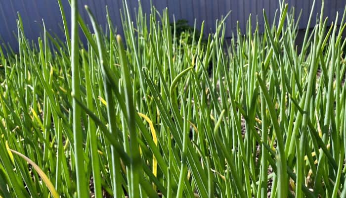 Bunches of scallions growing in a home garden.