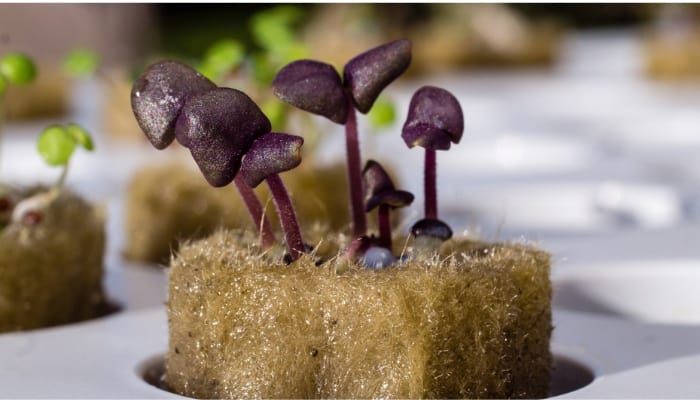 Hydroponic Herbs – 21 Best Herbs To Grow in Hydroponics