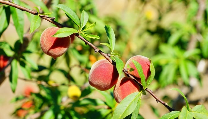 Several peaches ripening on a tree branch in summer.