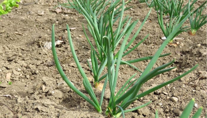 Young shallot plants growing in a garden.