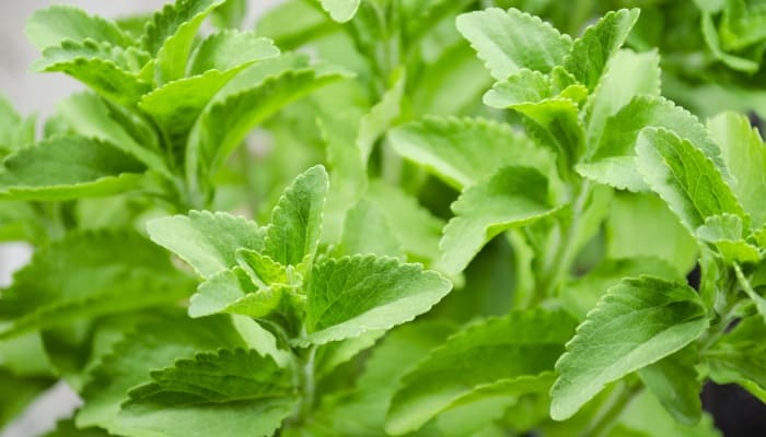 The tips of healthy stevia plants with lots of green leaves.