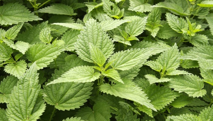 The green foliage of the stinging nettle plants.