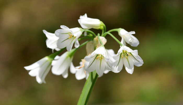 The white flowers of three-cornered garlic.