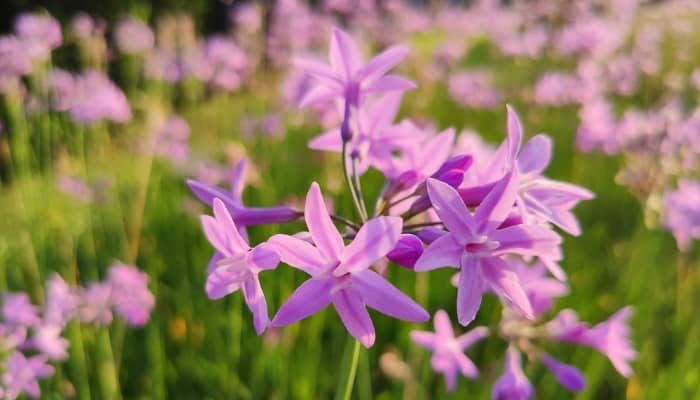 Purple star-like flowers of Tulbaghia violacea or society garlic.