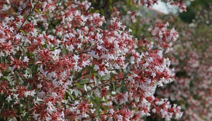A large abelia bush in full bloom during the summer.
