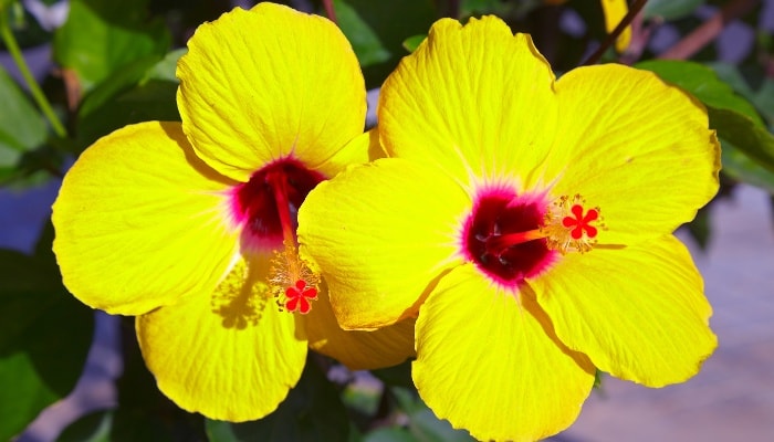 Two yellow hibiscus flowers in full bloom.