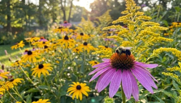 Best Native Plants for Pollinators (That Are Easy To Grow)