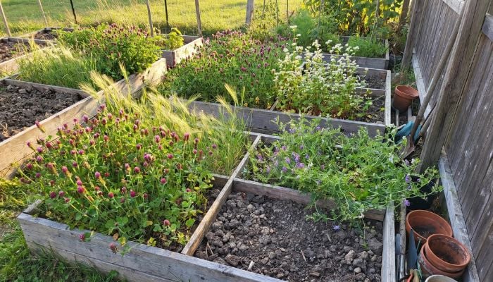 Cover Crops for Home Gardens: Best Options by Season