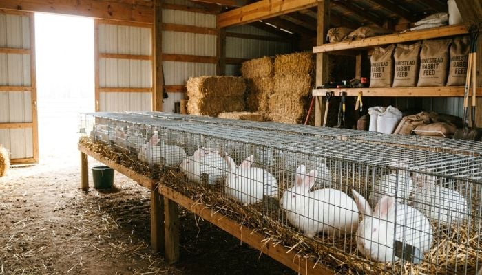 How To Raise Meat Rabbits - Why Farm It