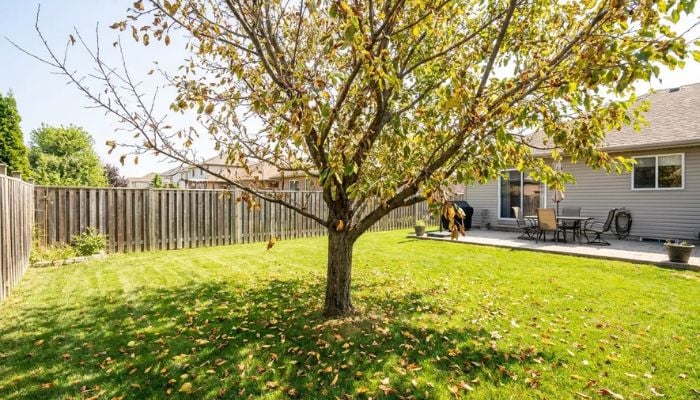 Why Is My Tree Dropping Leaves in the Summer? (Causes & Solutions)